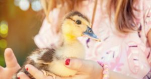7. El patito con su amiga ‘humana’ (Istock)