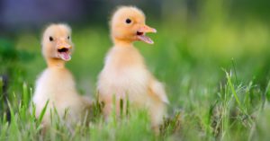 8. ¿Estarán hablando? (Istock)