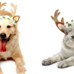 5. Diadema de cuernos de reno para perro y gato de Amazon
