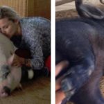 Eugenia Martínez de Irujo y sus cerdos: Bacon y Panceta (Instagram)