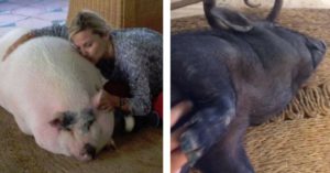 Eugenia Martínez de Irujo y sus cerdos: Bacon y Panceta (Instagram)