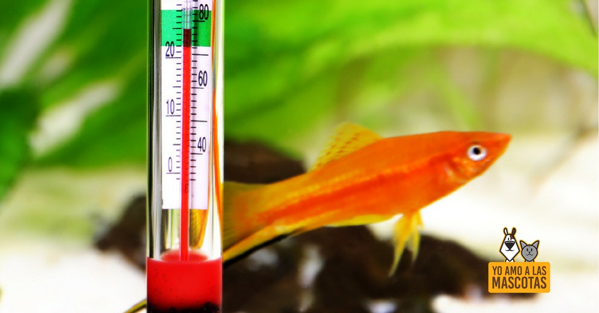 ¿Cuál es la temperatura idónea de mi pecera? (Istock)