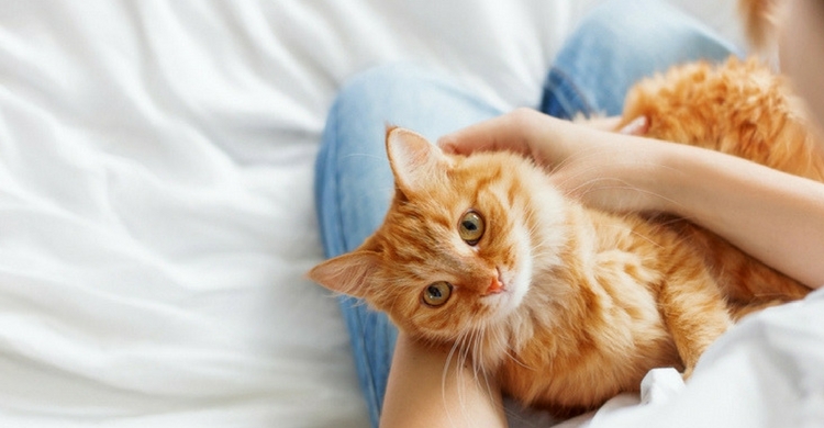 Es importante tener un seguro veterinario (Istock)