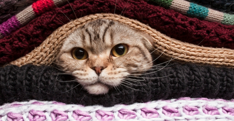 Controla si tu mascota puede estar pasando frío (Istock)