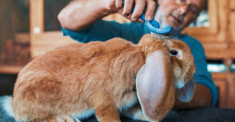 Mantener a tu conejo limpio es muy fácil (Istock)