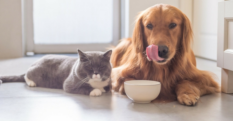 Cada uno necesita un tipo de comida determinada (Istock)
