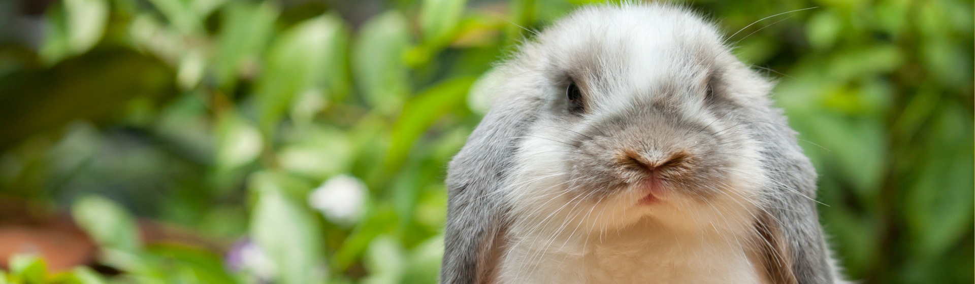 Cómo asear correctamente a tu conejo (Istock)