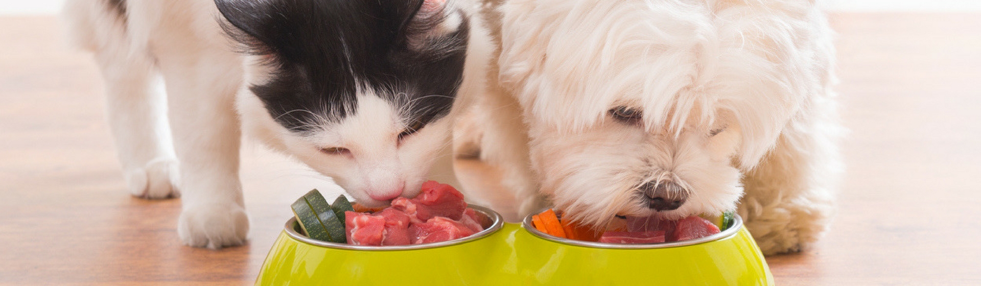 ¿Se puede dar comida de gato a tu perro y viceversa? (Istock)