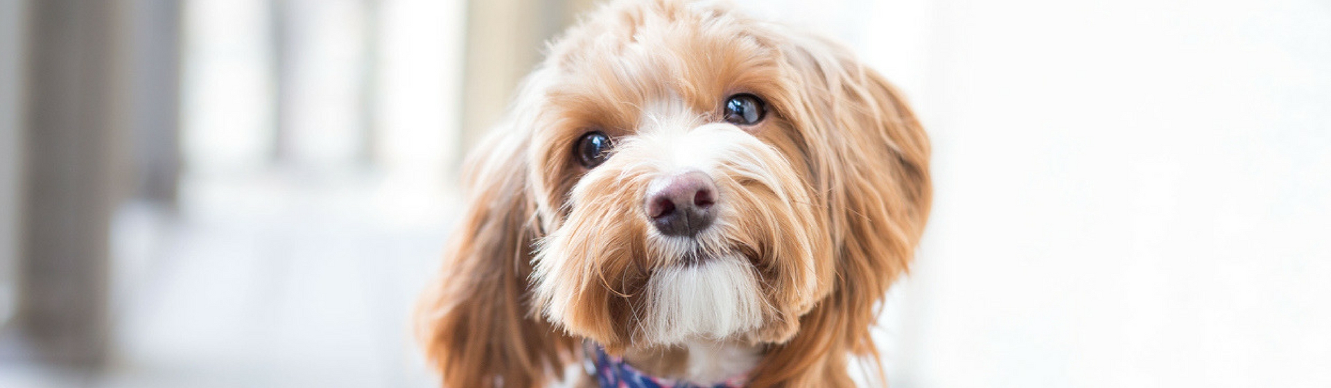 Qué hacer si se muere tu perro en casa (Istock)