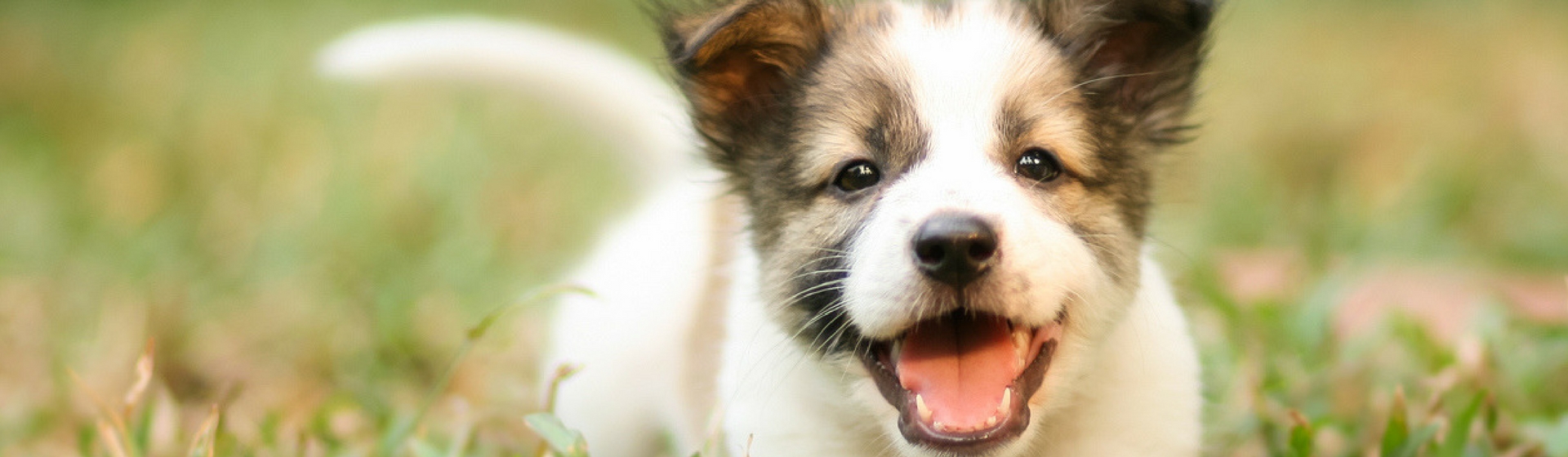 La salud bucal de tu perro es muy importante (Istock)