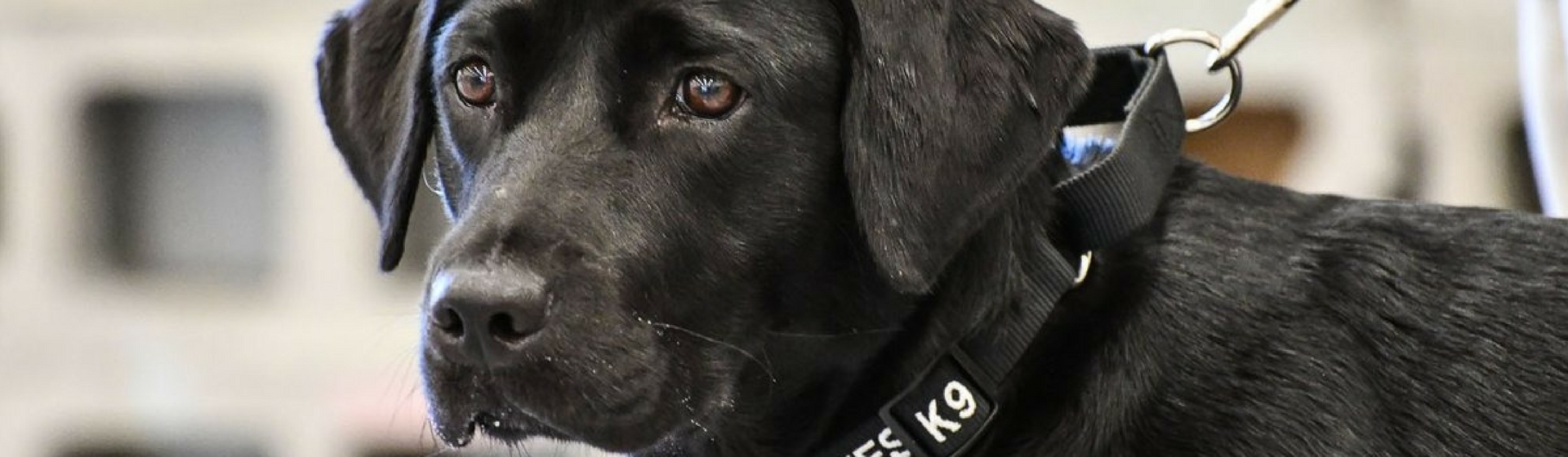 Conoce la historia de Lulú: la perrita que no quiso trabajar para la CIA (Twitter de la CIA)