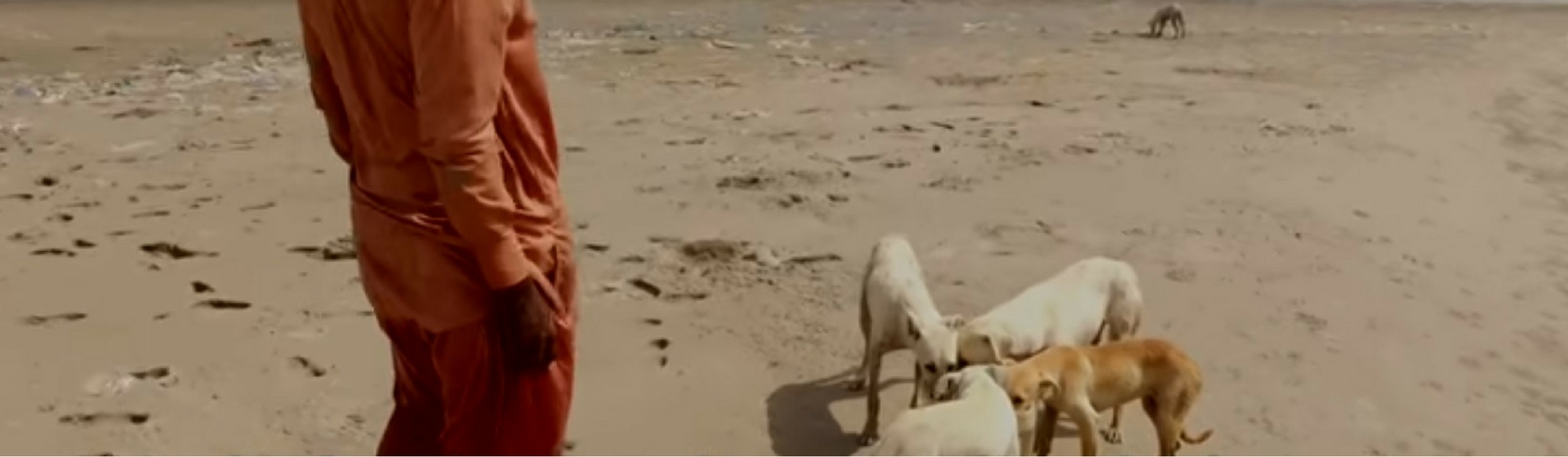 Esta es la dramática historia de 12 perros que viven en una isla abandonada (Video BBC)