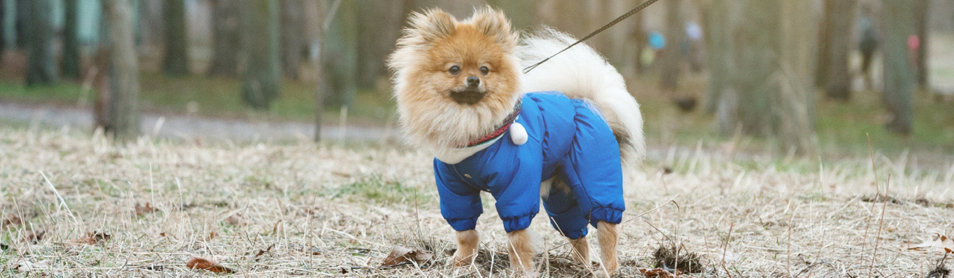 8 formas de proteger a tu mascota del frío (Istock)