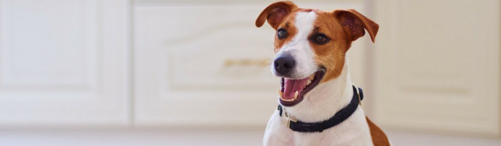 6 ventajas de hacerle un seguro a tu mascota (Istock)