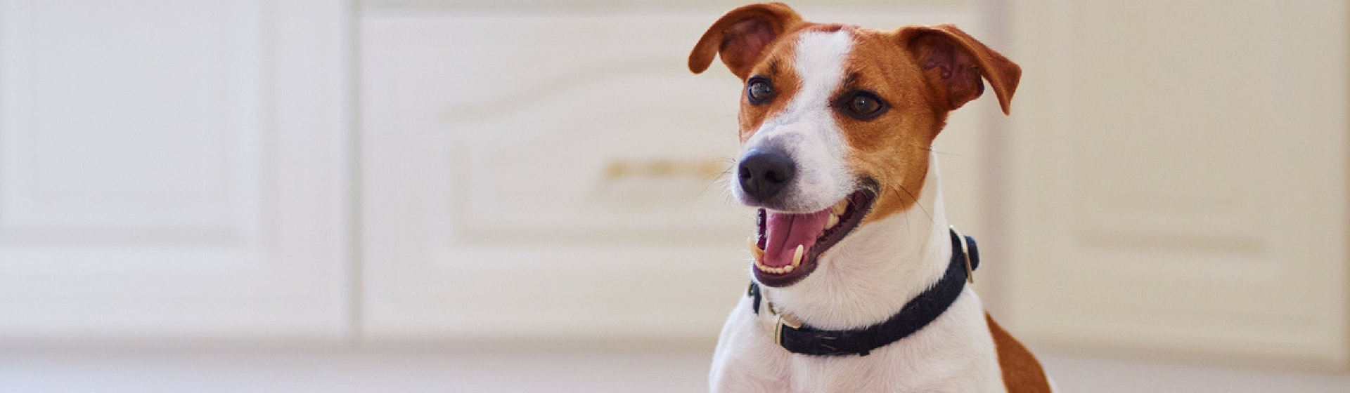 6 ventajas de hacerle un seguro a tu mascota (Istock)