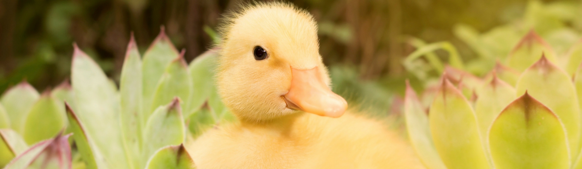 10 fotos de patitos que te harán morir de amor (Istock)