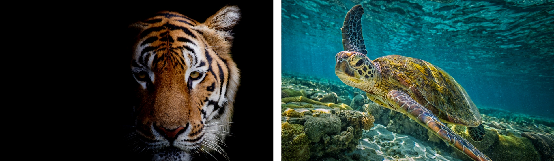 Las mascotas más extravagantes de los famosos (Istock)