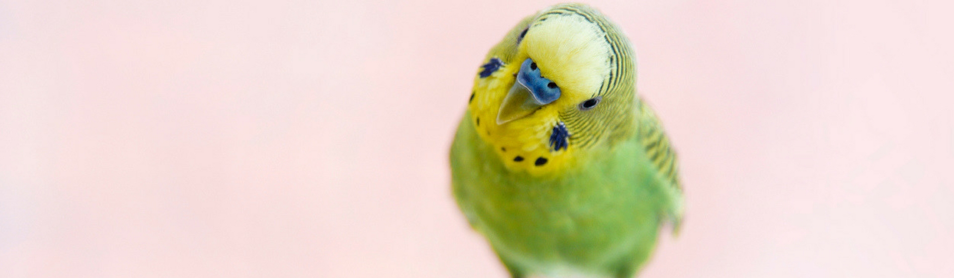 Trucos para tener a tu pájaro suelto por casa (Istock)