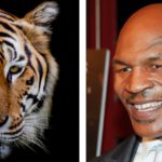 Mike Tyson y su amor por los tigres de Bengala (Istock/Gtresonline)