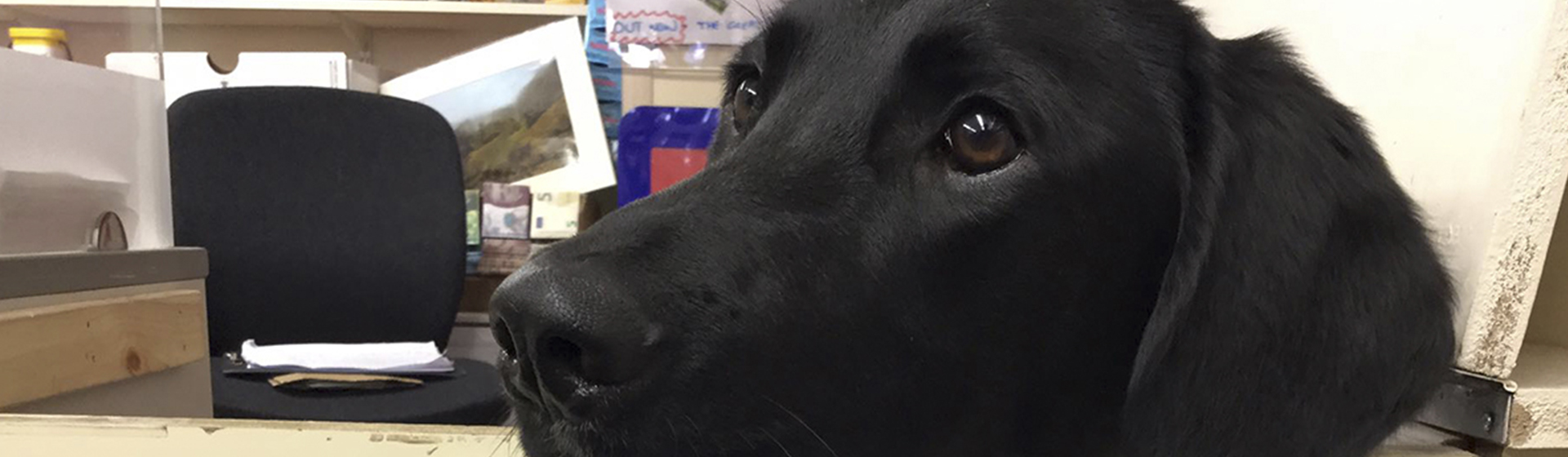 Jax, el perro cartero (FB).