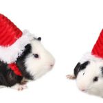 10. Sombrero de Papá Noel para hámster de Amazon