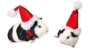 10. Sombrero de Papá Noel para hámster de Amazon
