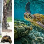 Leonardo Dicaprio tiene una tortuga sulcata desde el 2010 (Instagram/Istock)