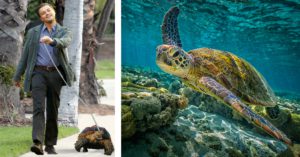 Leonardo Dicaprio tiene una tortuga sulcata desde el 2010 (Instagram/Istock)
