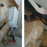 Arnés de seguridad Clix Carsafe