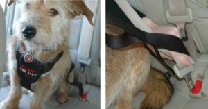 Arnés de seguridad Clix Carsafe