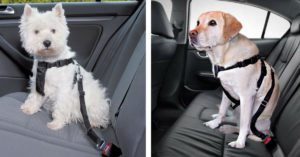 Arnés de sujeción para coche Trixie