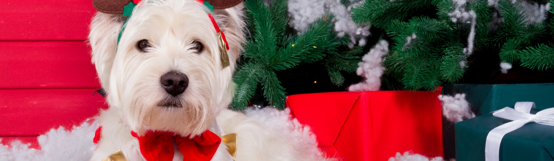 13 regalos ideales para hacerle a tu mascota estas navidades (Istock)