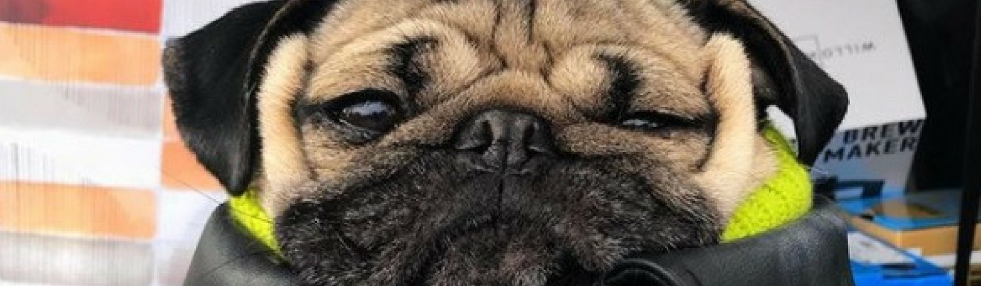 Las mascotas más divertidas de Instagram (@Dougthepoug)