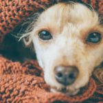 4. Cuando bañes a tu perro asegúrate de secarlo bien (Istock)