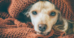 4. Cuando bañes a tu perro asegúrate de secarlo bien (Istock)