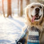 5. Viste a tu mascota si vais a salir a la calle(Istock)