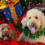 6. La planta de Navidad