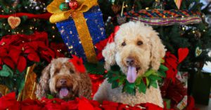 6. La planta de Navidad