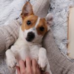 1. Su casita tiene que mantener el calor (Istock)