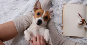 1. Su casita tiene que mantener el calor (Istock)