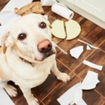 Hace alguna travesura (Istock)