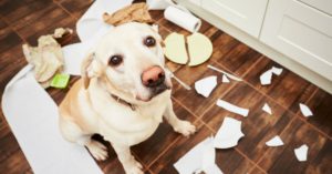 Hace alguna travesura (Istock)