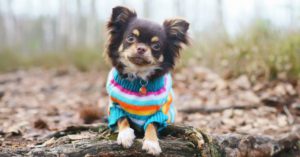 6. Cuando volváis de la calle seca sus patitas (Istock)