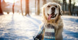 5. Viste a tu mascota si vais a salir a la calle(Istock)