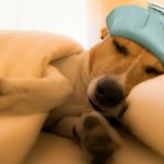 3. Si el frío persiste, coloca su cama al lado de una fuente de calor (Istock)