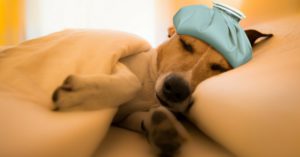 3. Si el frío persiste, coloca su cama al lado de una fuente de calor (Istock)