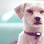 Cuando llegas a casa en lugar de recibirte se va a otra habitación (Istock)