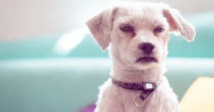 Cuando llegas a casa en lugar de recibirte se va a otra habitación (Istock)