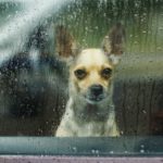 Está en alerta (Istock)