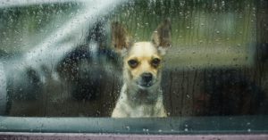 Está en alerta (Istock)